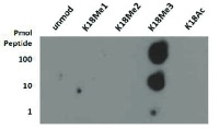 H3K18me3 | Histone H3 (trimethylated Lys18) in the group Antibodies Plant/Algal / DNA/RNA/Cell Cycle / Plant Epigenetics/DNA methylation at Agrisera AB (Antibodies for research) (AS16 3183)